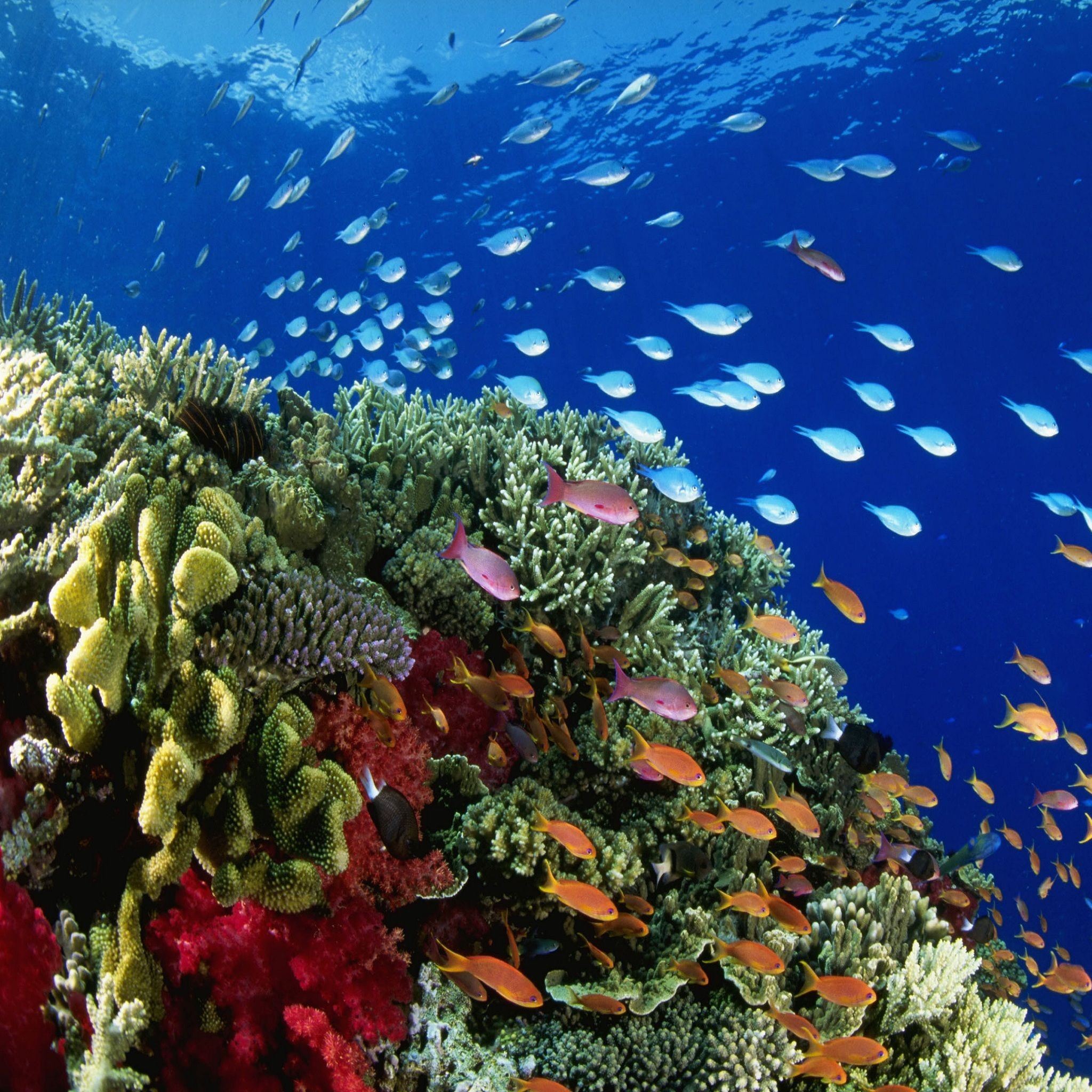 Coral Reef Underwater iPad Air wallpaper 