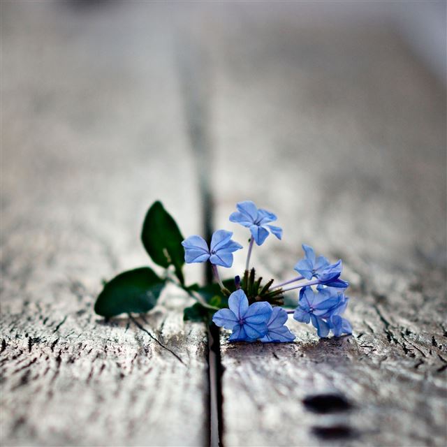 2048x2048 Blue Flowers -  iPad Air Wallpaper