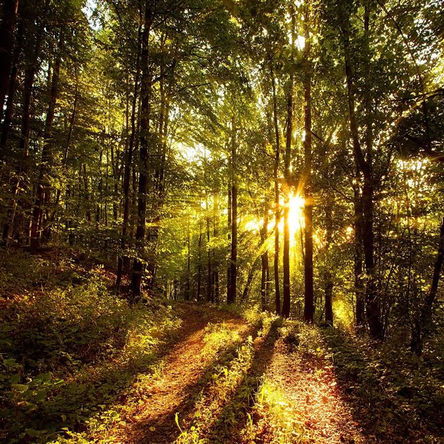 2048x2048 Photography Forests Landscapes Nature Sunlight - sunlight iPad Air Wallpaper