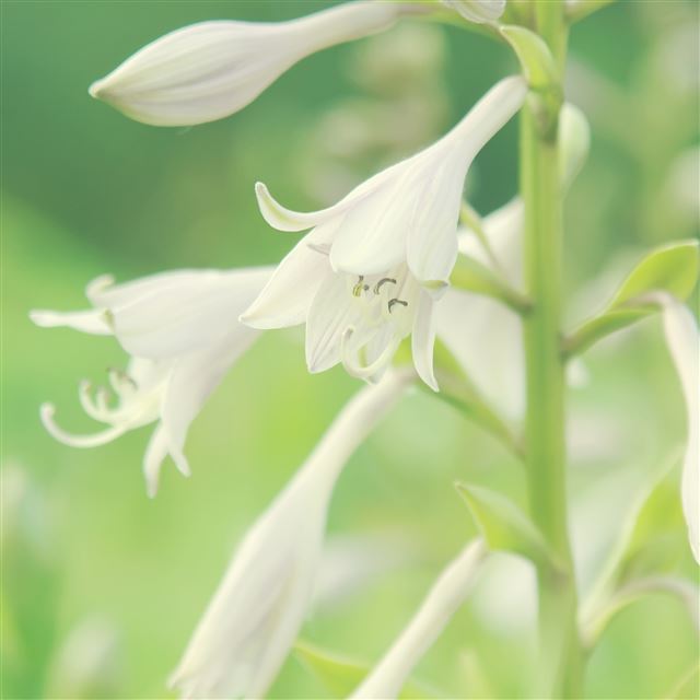 2048x2048 Fresh White Flower -  iPad Wallpaper