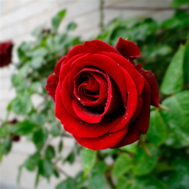 1024x1024 Red roses - roses iPad Air Wallpaper