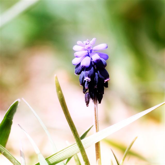2048x2048 Iris flowers -  iPad Wallpaper