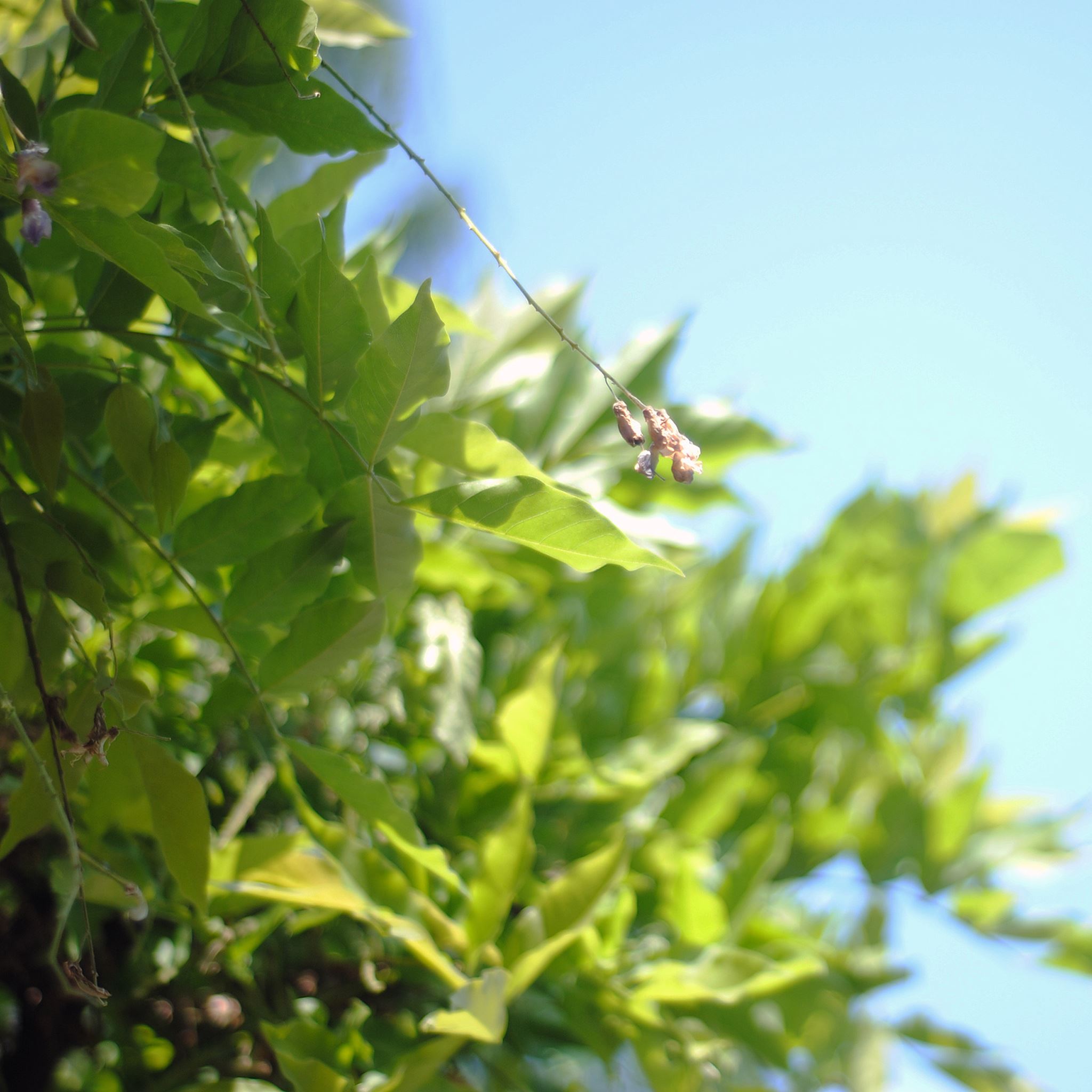 Nature Fresh Green Leaves Branch iPad Air wallpaper 