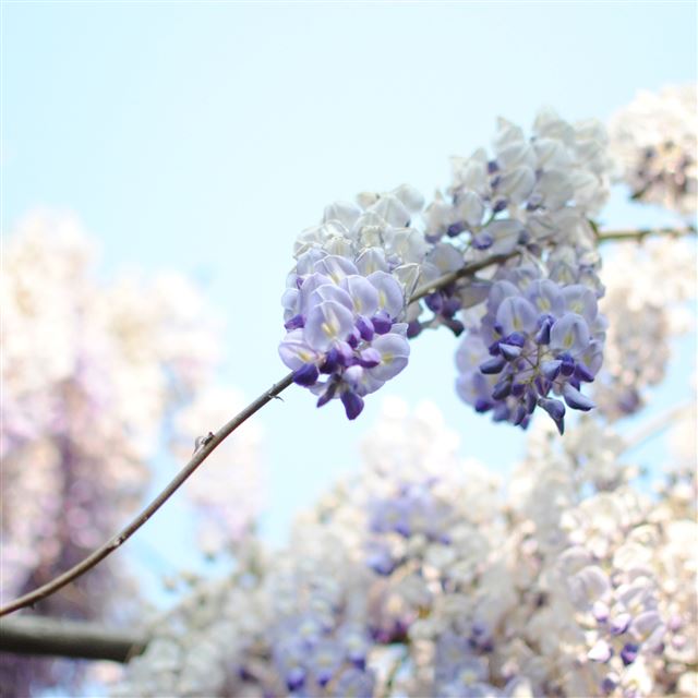 2048x2048 Macro Flower Bouquet - beautiful iPad Air Wallpaper
