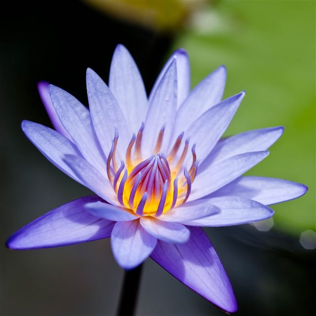 2048x2048 Pond Lily Closeup -  iPad Wallpaper