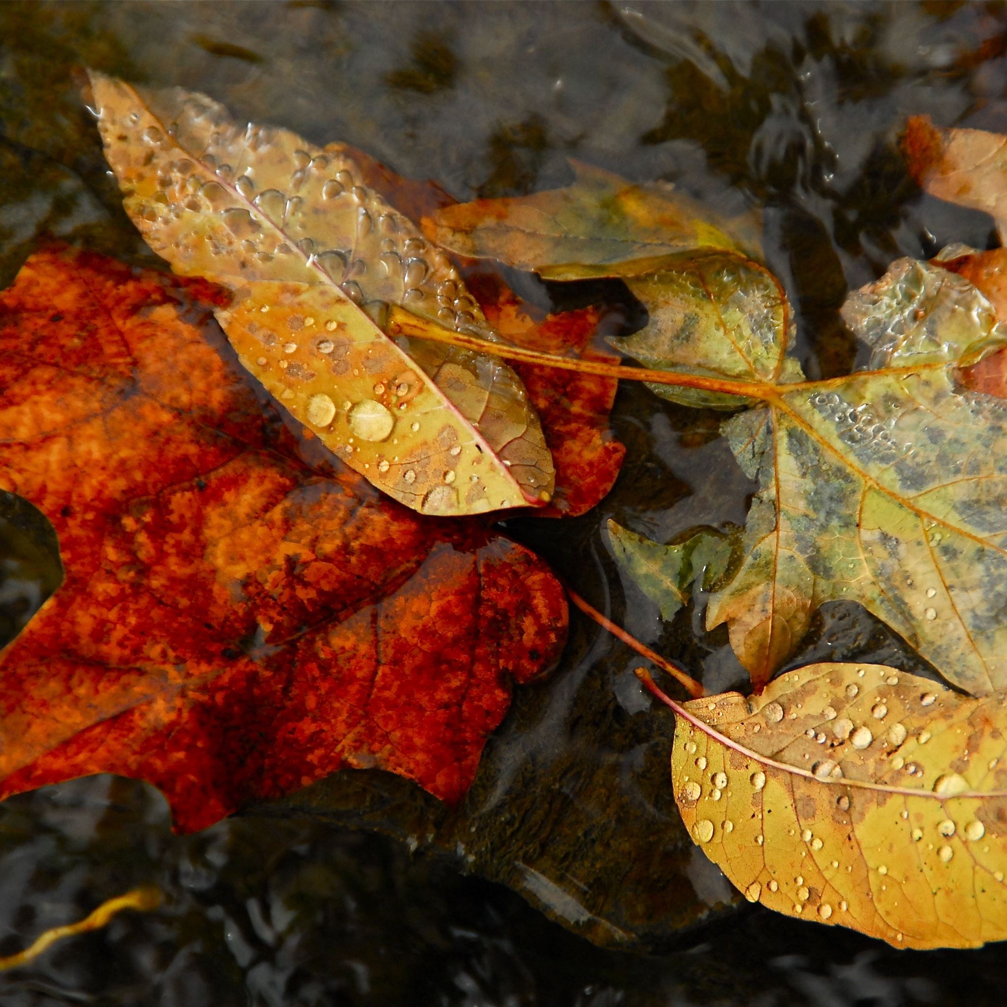 Water Fallen Yellow Leaves iPad Air wallpaper 