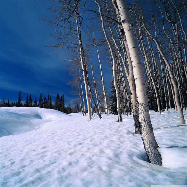 2048x2048 Winter Bleak Scene - season iPad Air Wallpaper