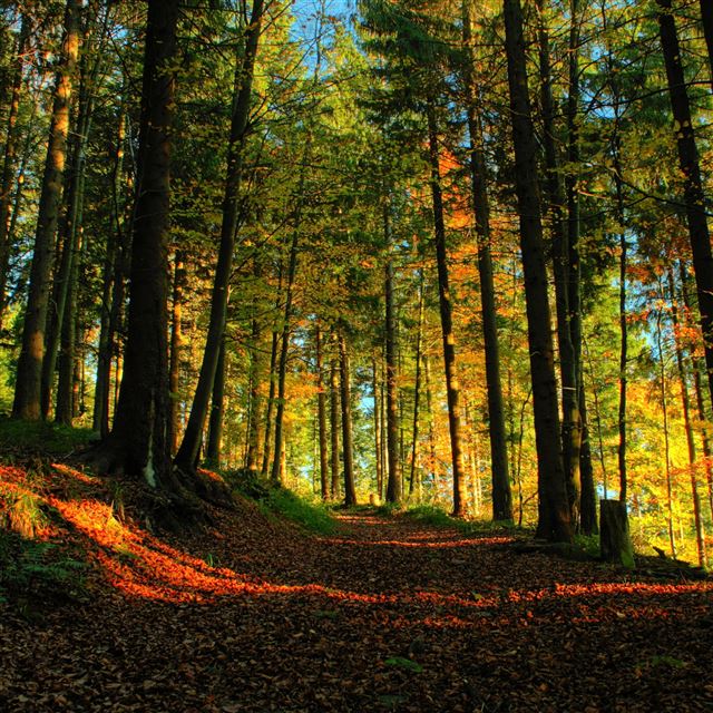 2048x2048 Fall Forest - tree iPad Air Wallpaper