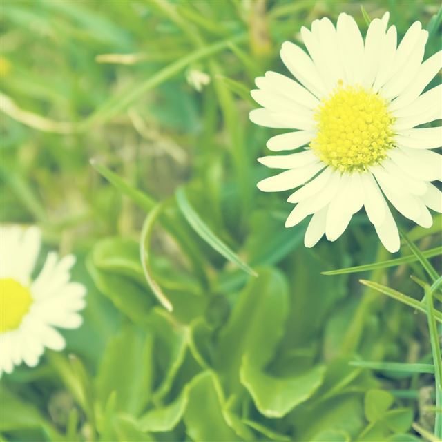 2048x2048 Macro Daisy Flower - flower iPad Air Wallpaper
