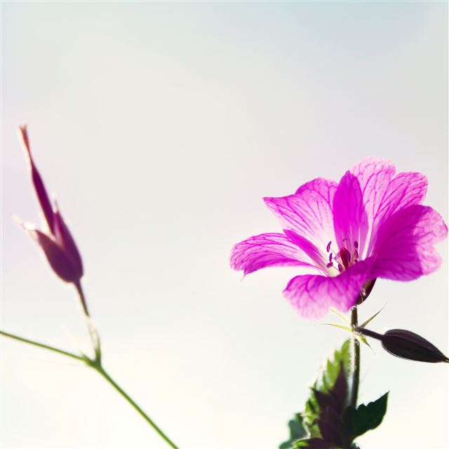 2048x2048 Purple Flower Macro -  iPad Wallpaper