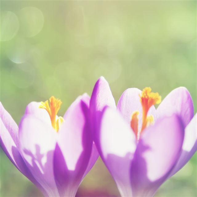 2048x2048 Sunshine Flower Bub Macro - sunlight iPad Air Wallpaper