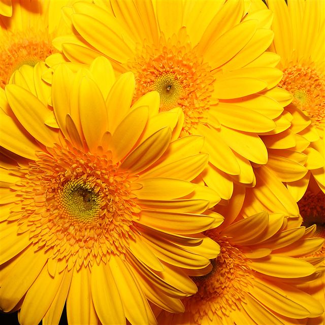 2048x2048 Overlap Flower Macro - flower iPad Air Wallpaper