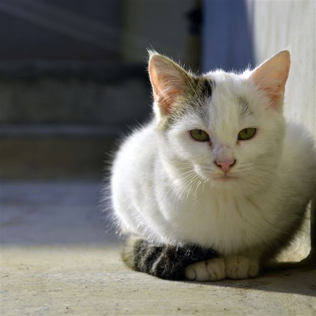 2048x2048 Silent Cat Beside Wall - pet iPad Air Wallpaper