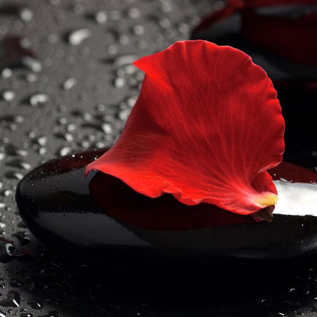 2048x2048 Rose Petal On Stone - rose iPad Air Wallpaper