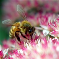 Hard Working Bee On Flower iPad Air wallpaper