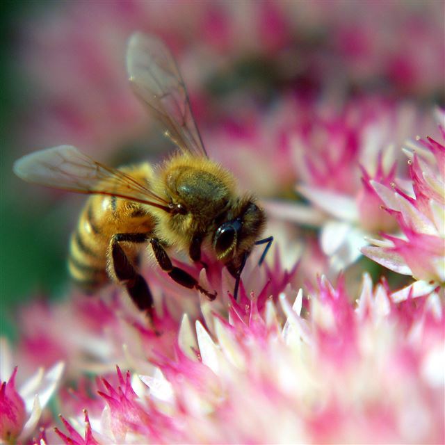 2048x2048 Hard Working Bee On Flower - honey iPad Air Wallpaper