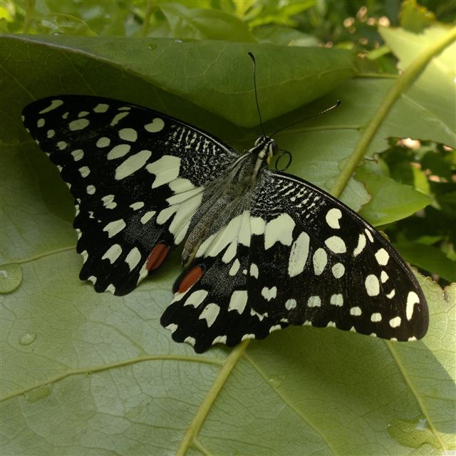 2048x2048 Butterfly On Leaf - butterfly iPad Air Wallpaper