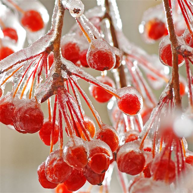 2048x2048 Frozen Wild Berry -  iPad Wallpaper