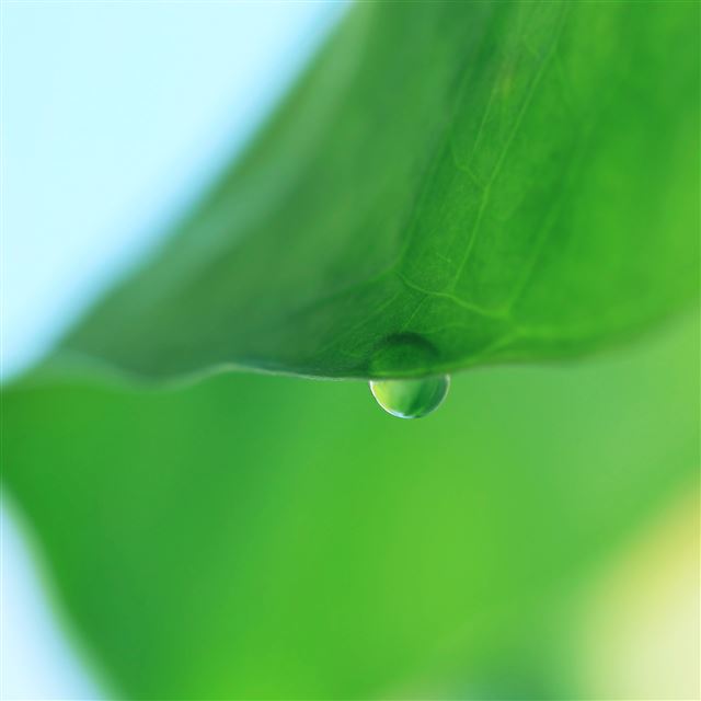2048x2048 Water Drop Hanging Under Leaf -  iPad Wallpaper