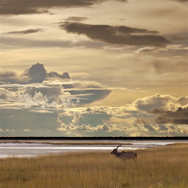 2048x2048 Antelope In Wild Grassland - landscape iPad Air Wallpaper