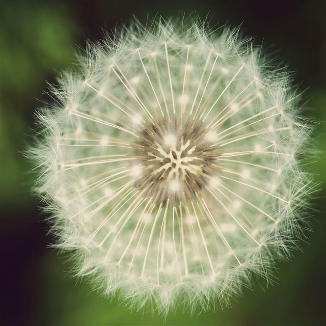 2048x2048 Dandelion Macro -  iPad Wallpaper