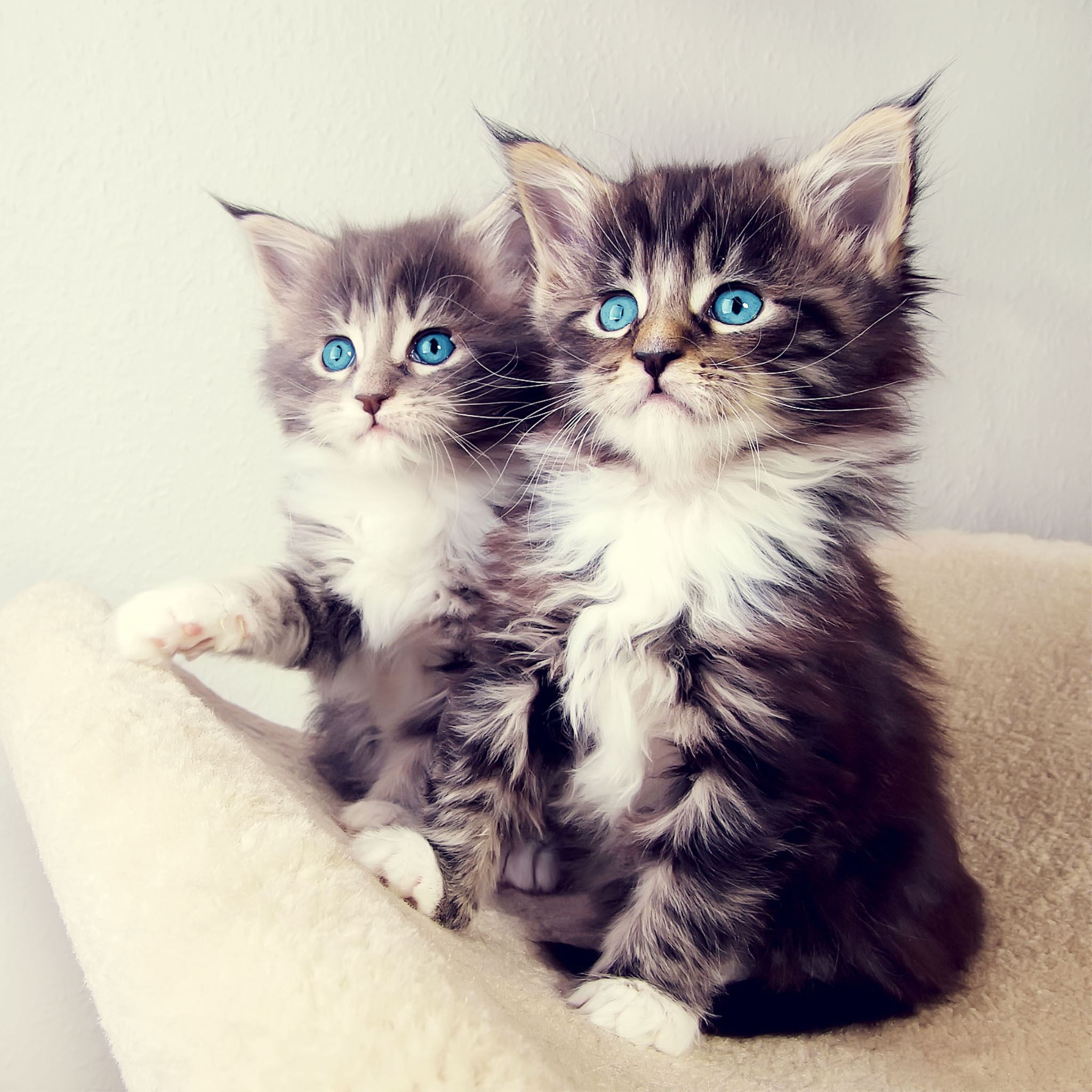 Cute Blue Eyes Kittens iPad Air wallpaper 