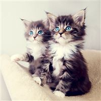 Cute Blue Eyes Kittens wallpaper