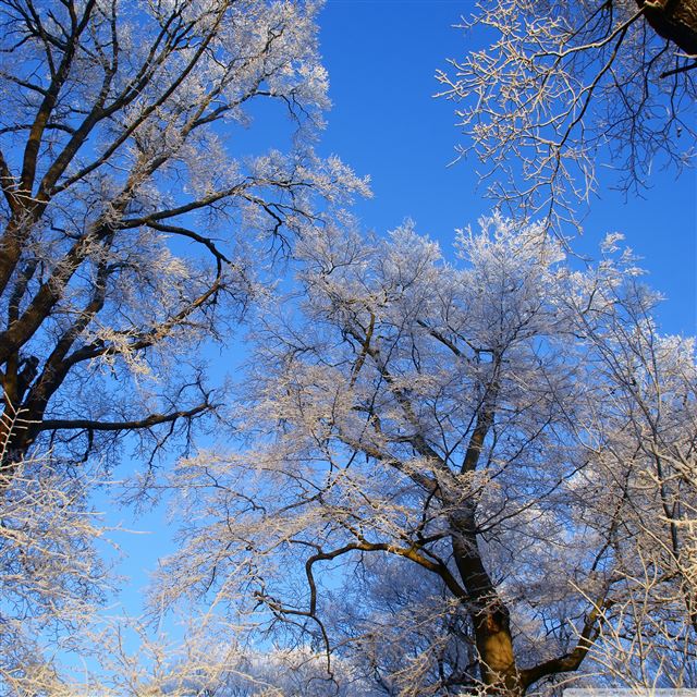 2048x2048 Winter White Trees - landscape iPad Air Wallpaper