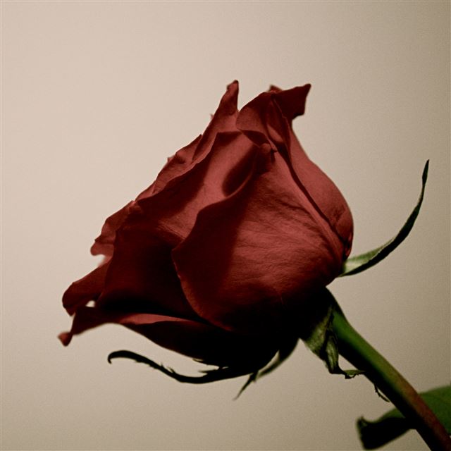 2048x2048 Wither Rose Macro - flower iPad Air Wallpaper
