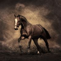 Running Horse wallpaper
