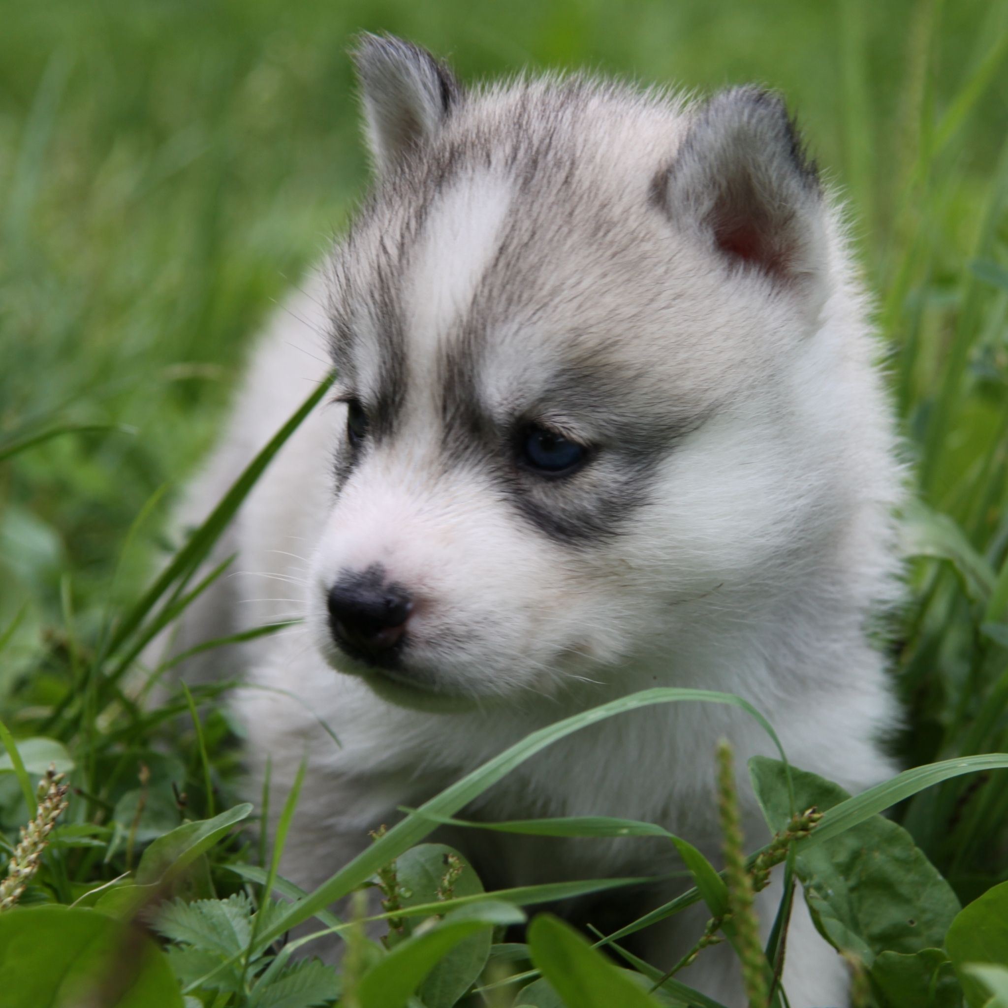 Cute Husky Puppy iPad Air Wallpapers Free Download