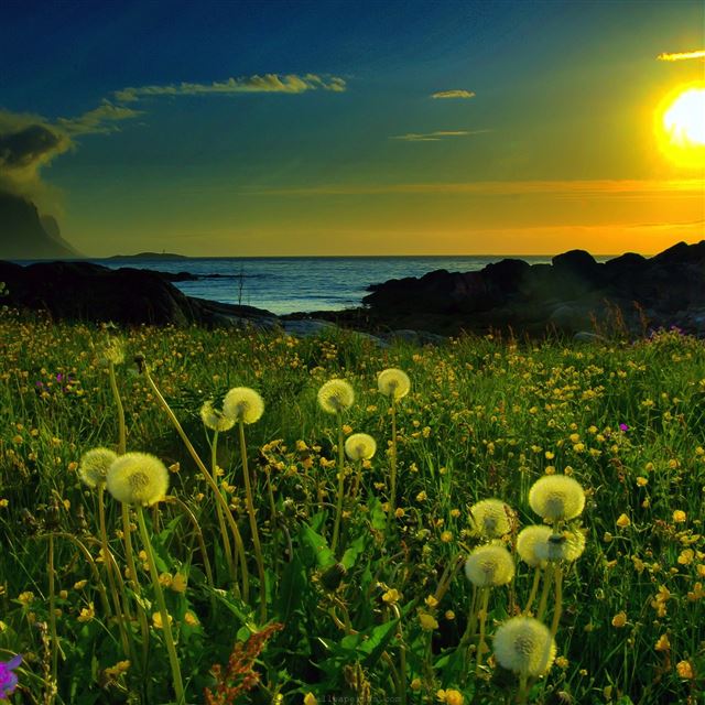 2048x2048 Dandelion Field At Sunset - landscape iPad Air Wallpaper