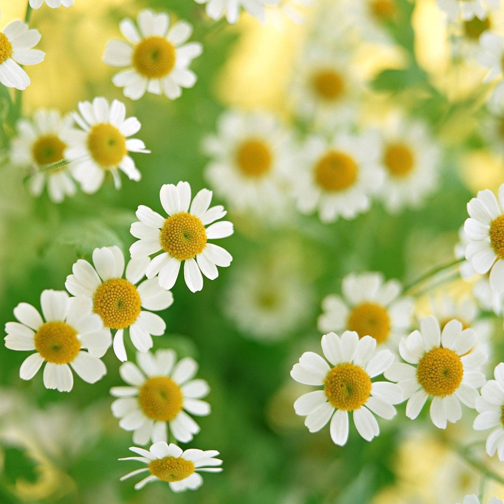 Nature Daisy Field: Thiên nhiên trong hình ảnh chính là hoa cúc trên đồng cỏ. Hãy cùng chiêm ngưỡng khung cảnh tuyệt đẹp của điền tràng với đầy hoa cúc và bầu trời xanh. Khi đắm mình trong hình ảnh này, bạn sẽ cảm thấy nhẹ nhàng và thư giãn. Đó chính là lý do tại sao hoa cúc là một loài hoa được yêu thích trên khắp thế giới.