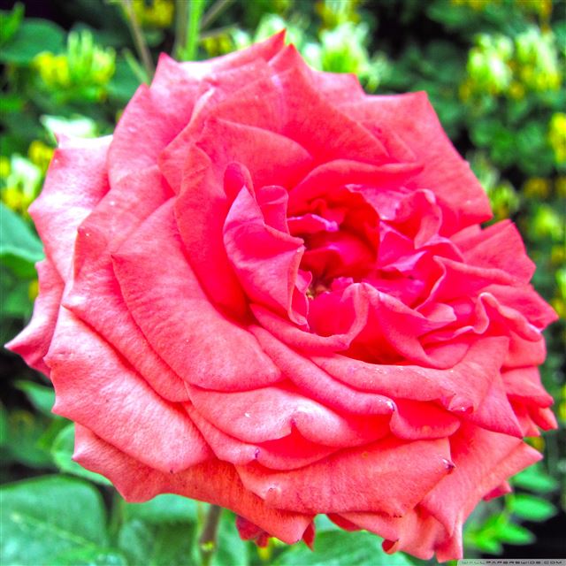 2048x2048 Rose Macro - flower iPad Air Wallpaper