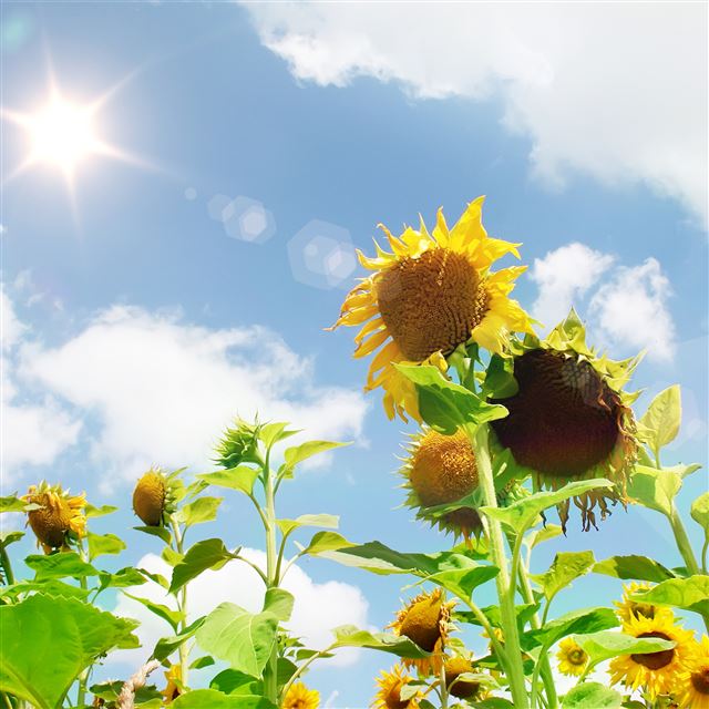 2048x2048 Nature Sunflower Field - sunflower iPad Air Wallpaper