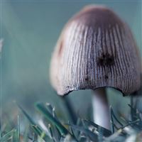 Mushroom Macro wallpaper