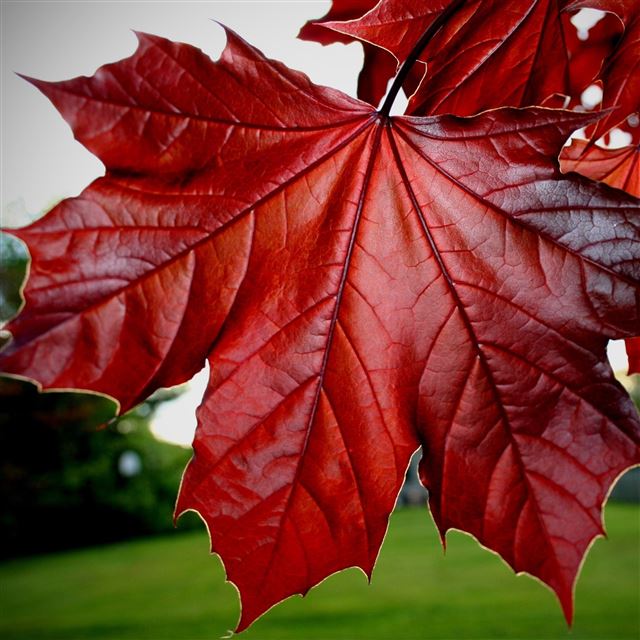 2048x2048 Red Maple Macro - maple iPad Air Wallpaper