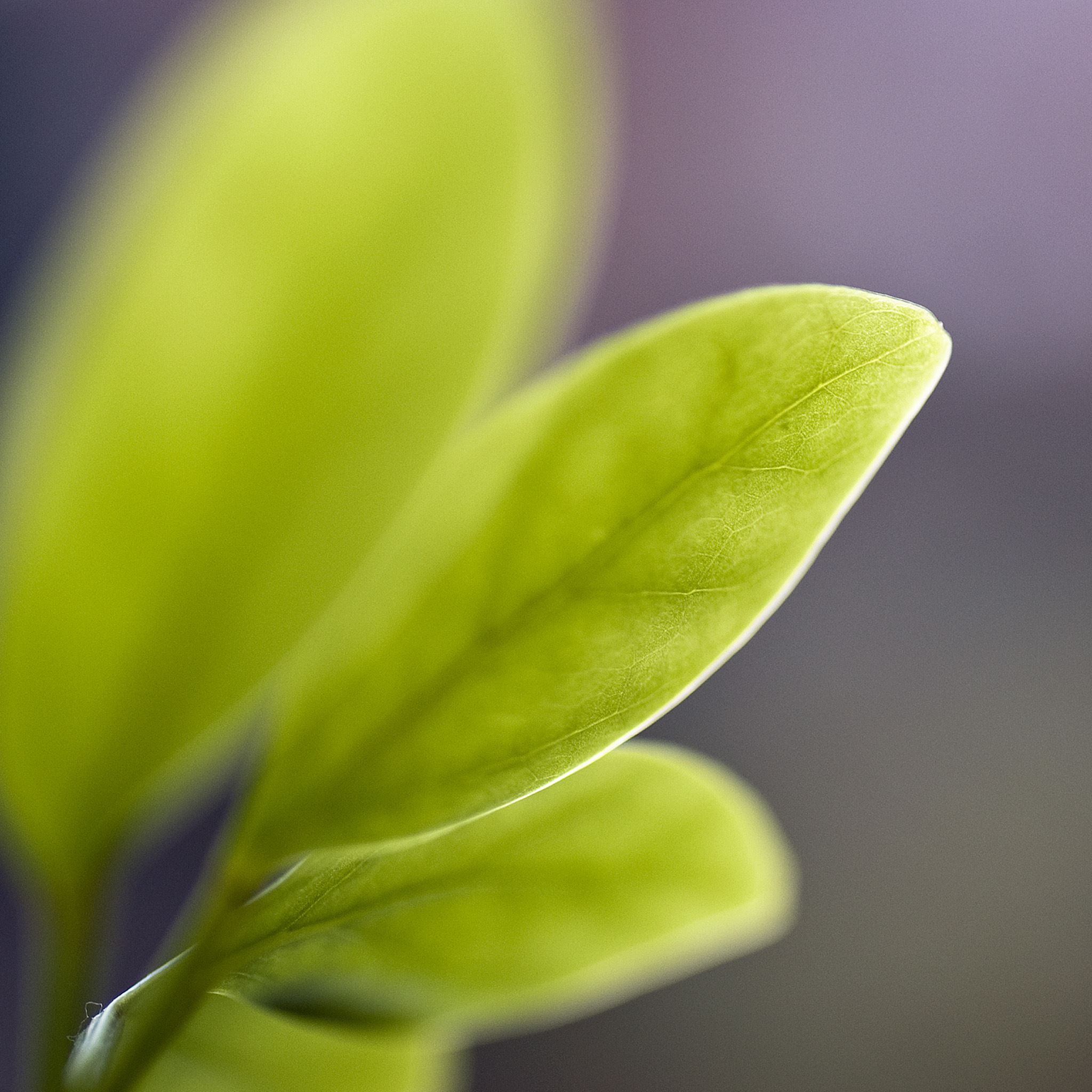 Нежные листики. Leaf Bud. Фон серый блики и листья зеленые. Herb macro.