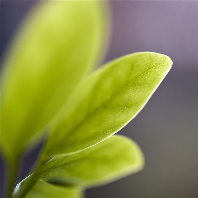 2048x2048 Leaf Bud Macro -  iPad Wallpaper