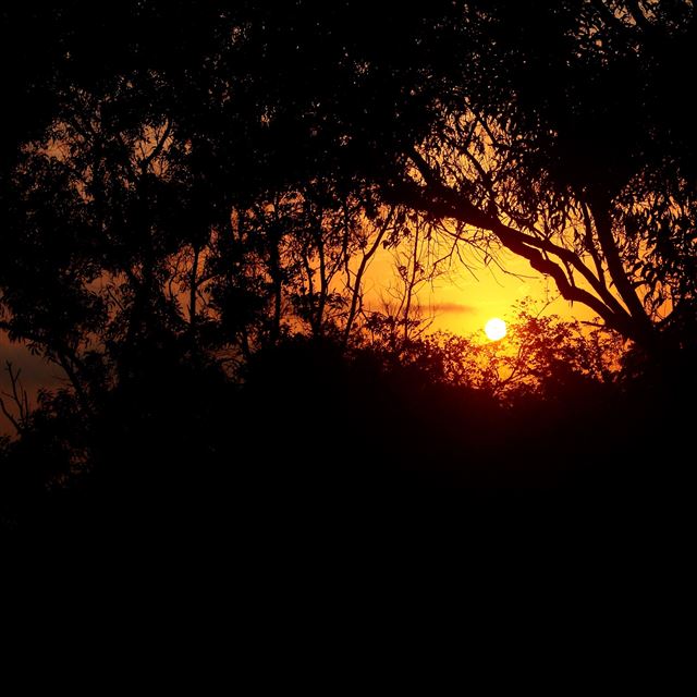 2048x2048 Nature Sunset In Forest - landscape iPad Air Wallpaper