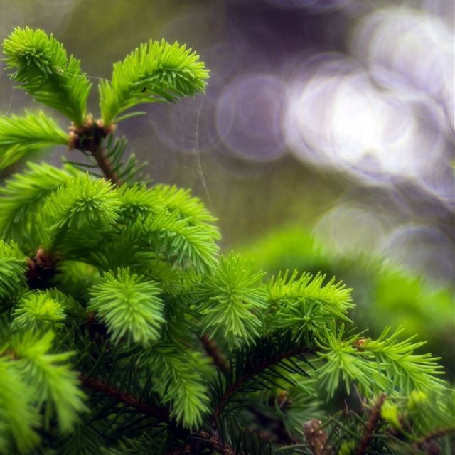 2048x2048 Pine Branch Light Circle -  iPad Wallpaper