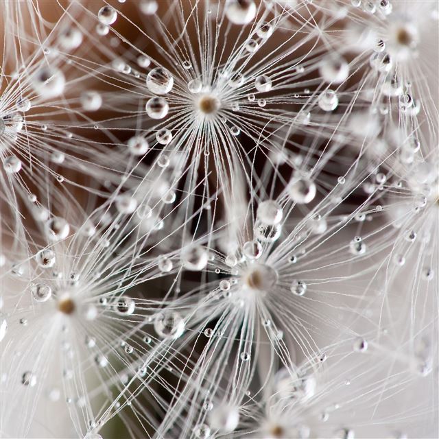 2048x2048 Dew Dandelion Macro -  iPad Wallpaper