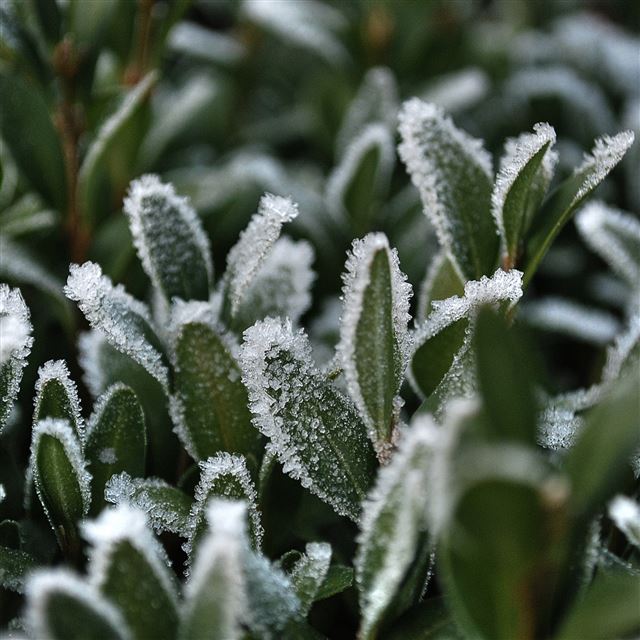 2048x2048 Icy Leaf - icy iPad Air Wallpaper