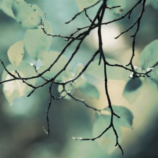 2048x2048 Abstract Dim Tree Branch Macro -  iPad Wallpaper