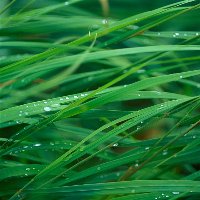 2048x2048 Nature Dew Leaf - dew iPad Air Wallpaper