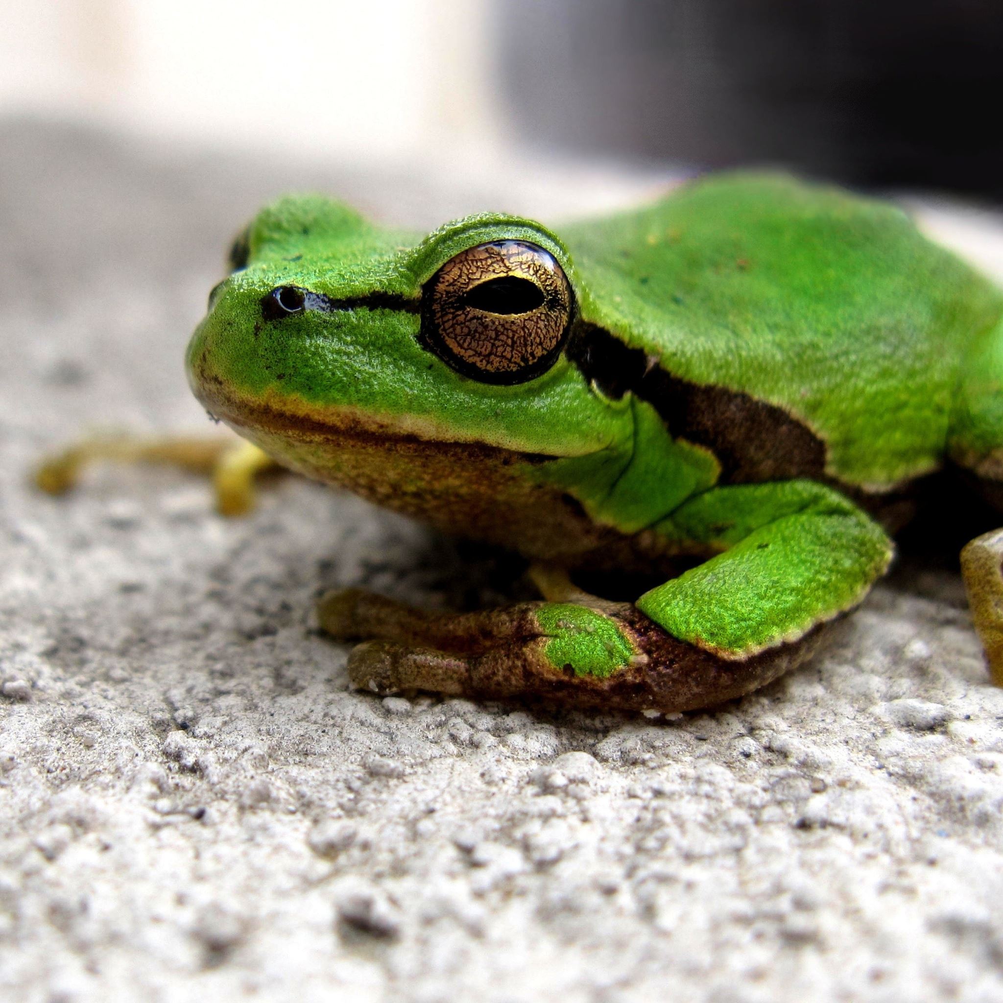 Frog On Ground iPad Air wallpaper 