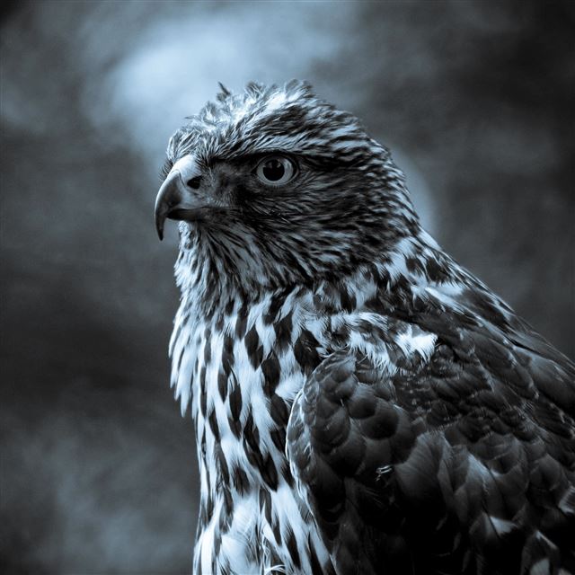 2048x2048 Eagle Macro  - grayscale iPad Air Wallpaper