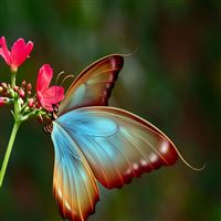 Silky Butterfly Art wallpaper
