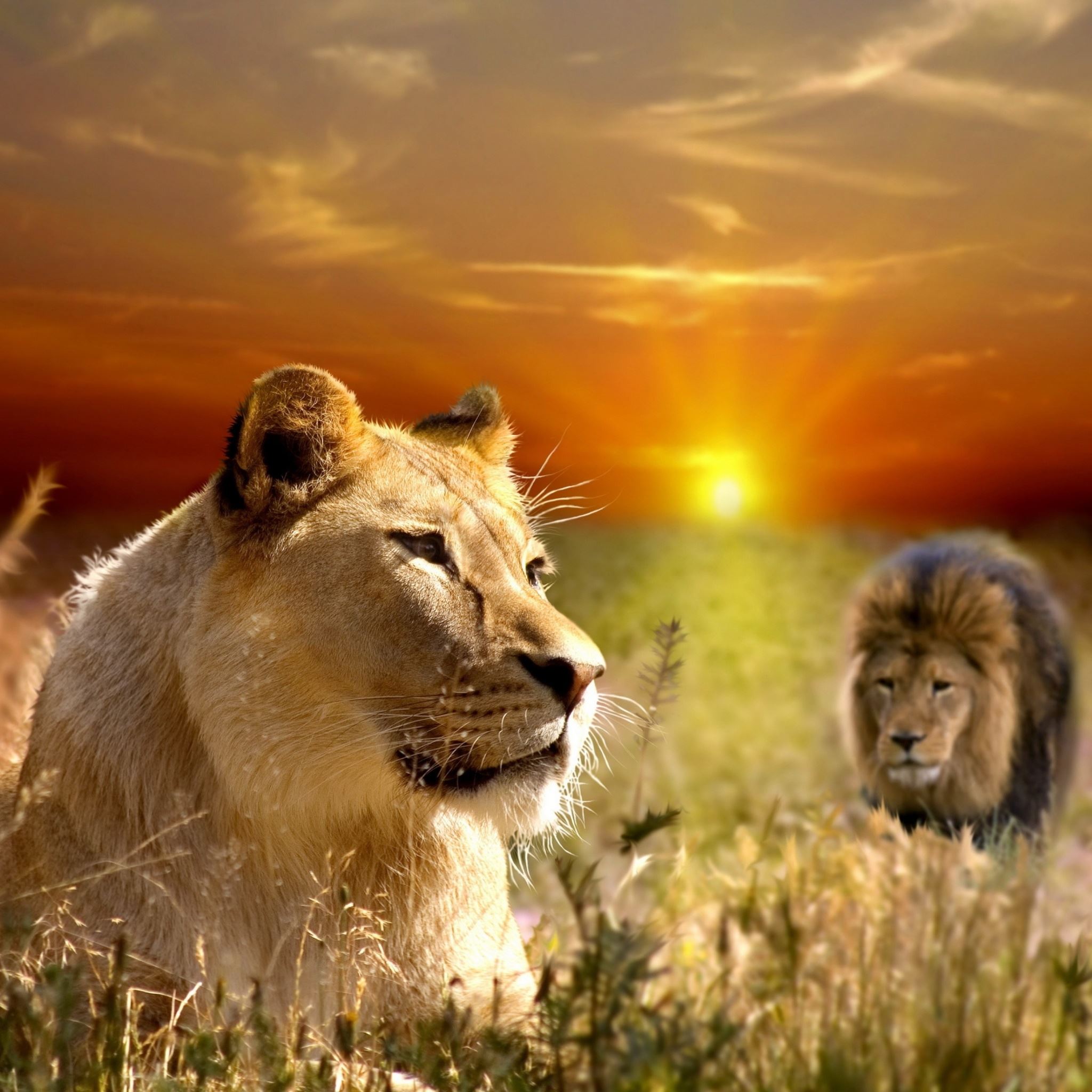 Pride Of African Lions iPad Air wallpaper 
