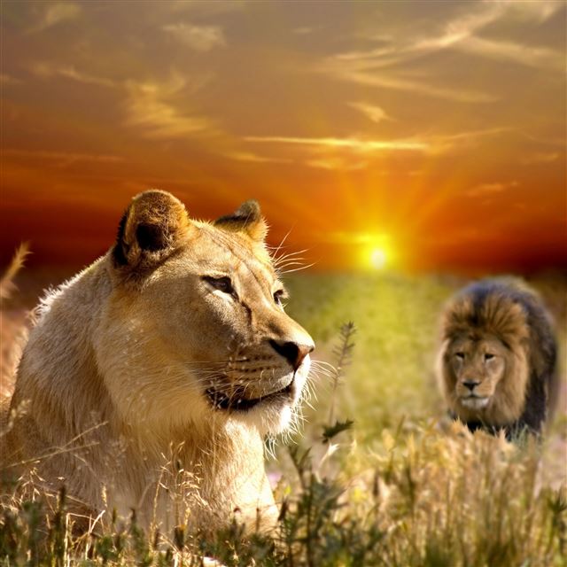 2048x2048 Pride Of African Lions - lion iPad Air Wallpaper